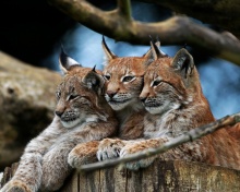 Lynx Family wallpaper 220x176