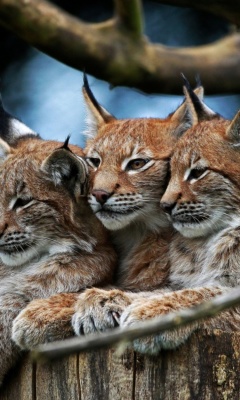 Das Lynx Family Wallpaper 240x400
