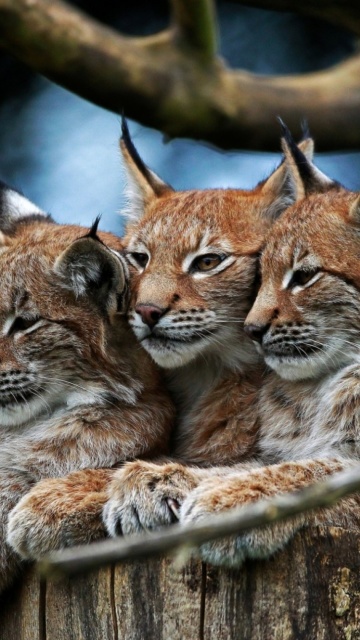 Обои Lynx Family 360x640