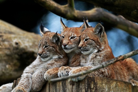 Sfondi Lynx Family 480x320