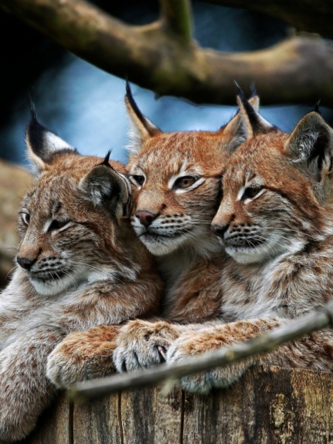 Fondo de pantalla Lynx Family 480x640