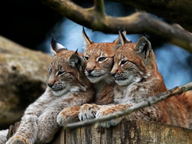 Обои Lynx Family 640x480
