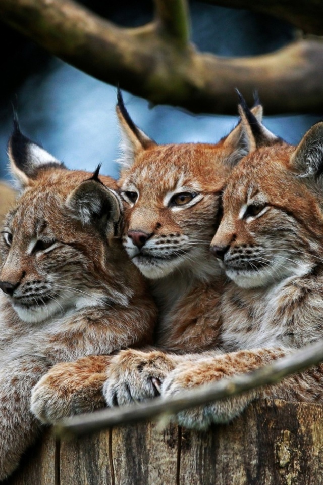 Sfondi Lynx Family 640x960