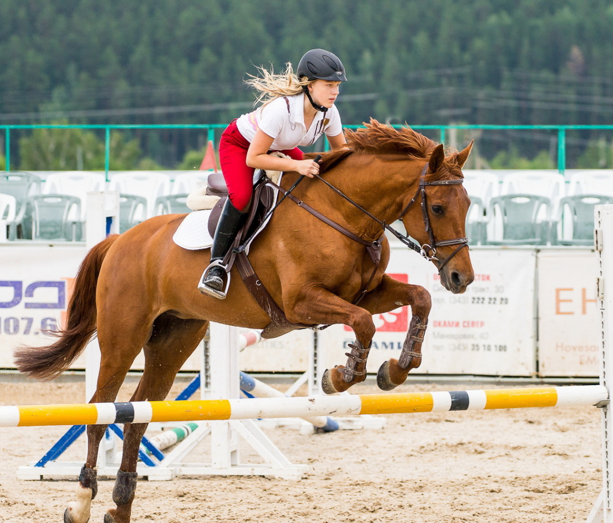 Equestrian Sport wallpaper 1200x1024