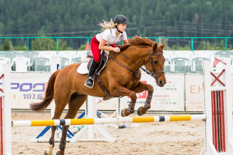 Обои Equestrian Sport 480x320