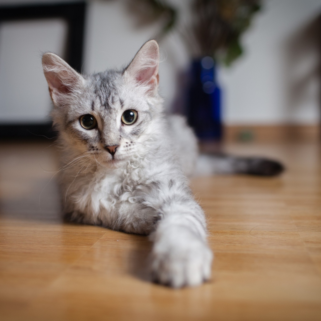 Cute Gray Kitten wallpaper 1024x1024
