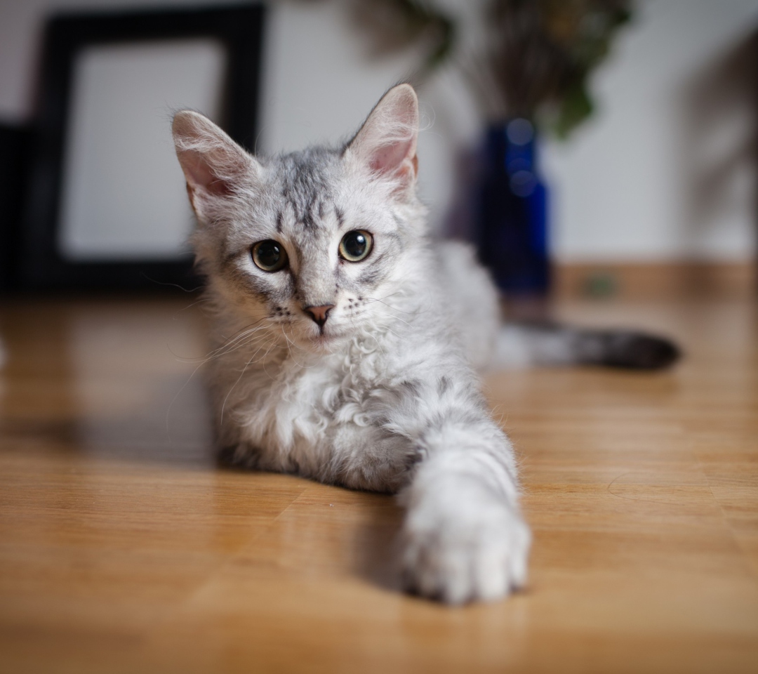 Cute Gray Kitten wallpaper 1080x960