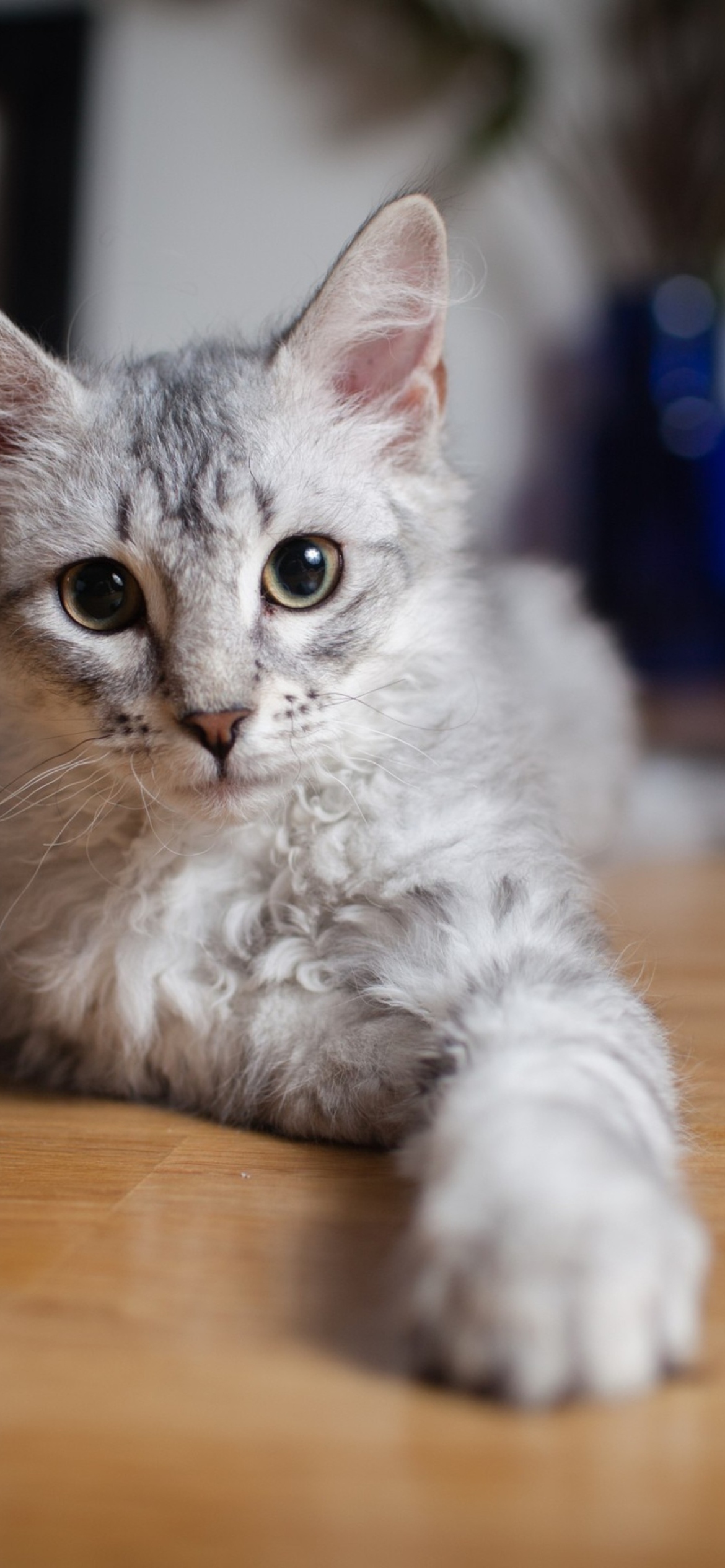 Fondo de pantalla Cute Gray Kitten 1170x2532