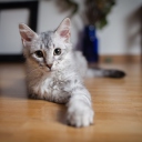 Cute Gray Kitten wallpaper 128x128