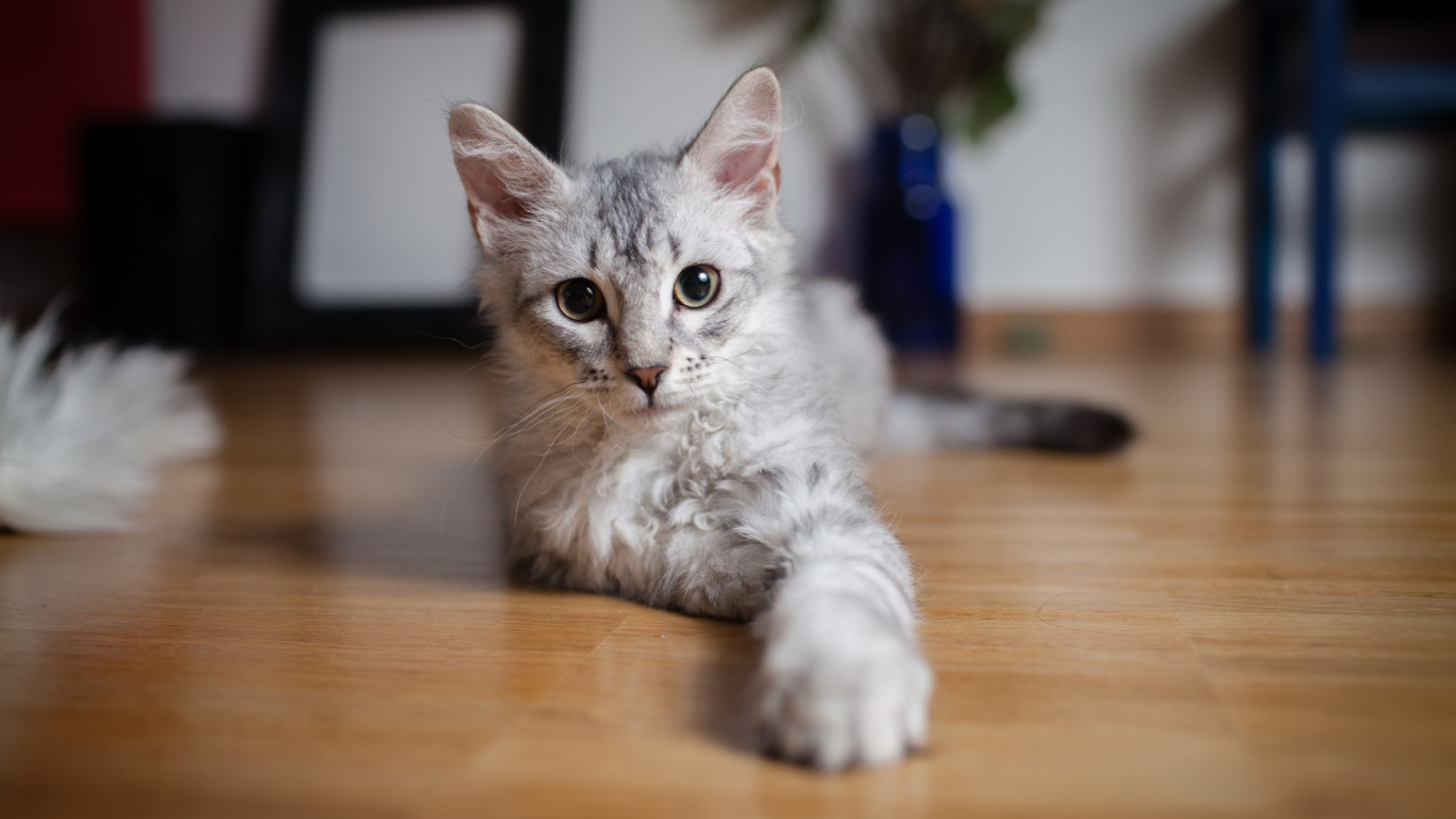 Cute Gray Kitten wallpaper 1366x768