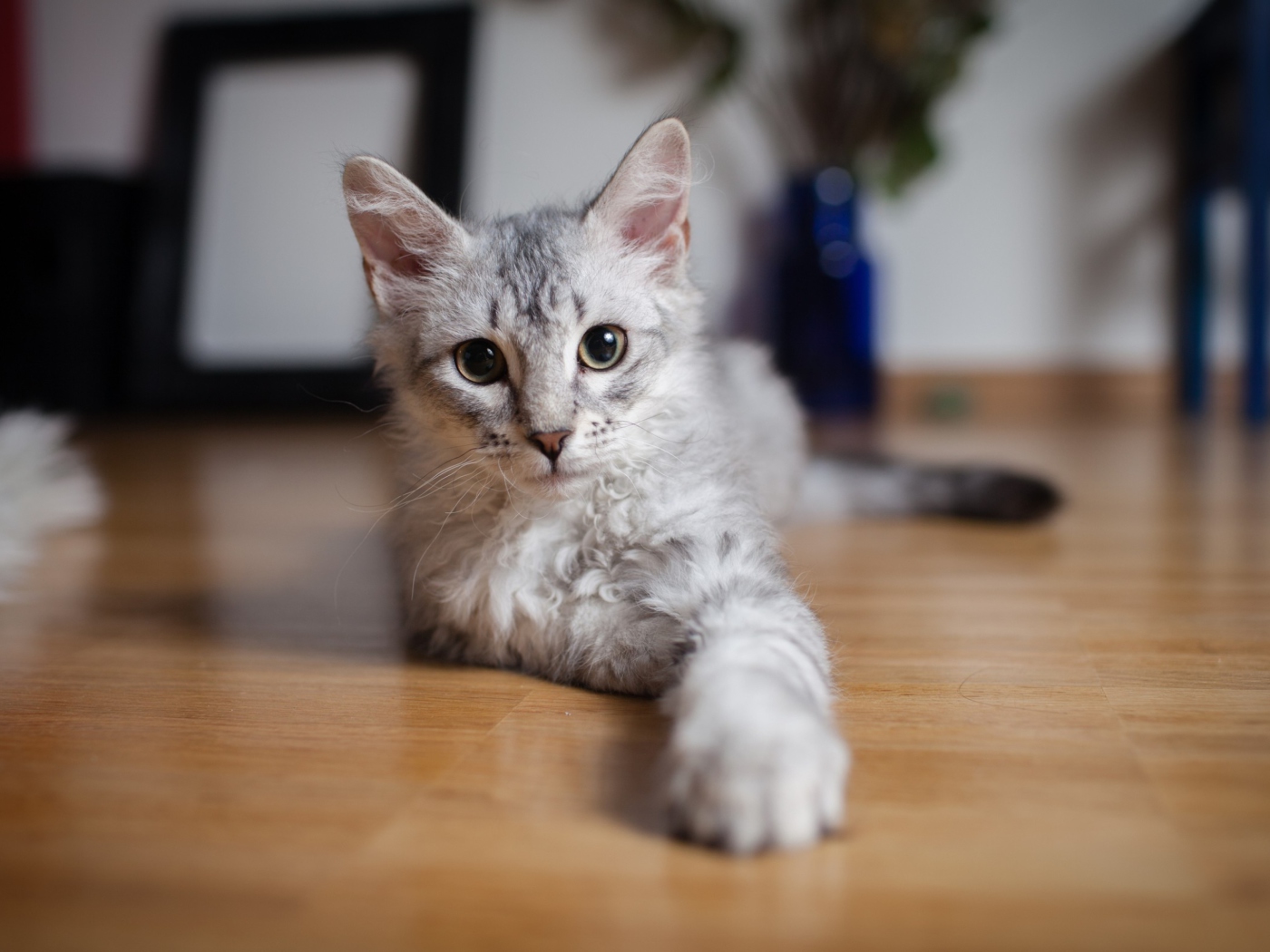 Cute Gray Kitten wallpaper 1400x1050