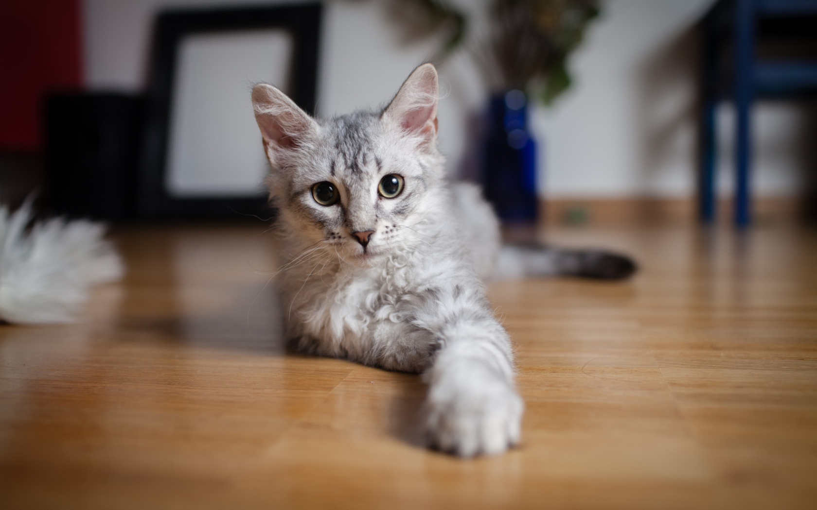Cute Gray Kitten wallpaper 1680x1050