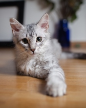 Fondo de pantalla Cute Gray Kitten 176x220