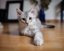 Cute Gray Kitten wallpaper 220x176