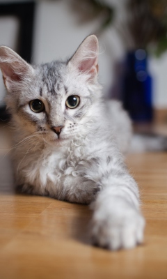 Das Cute Gray Kitten Wallpaper 240x400