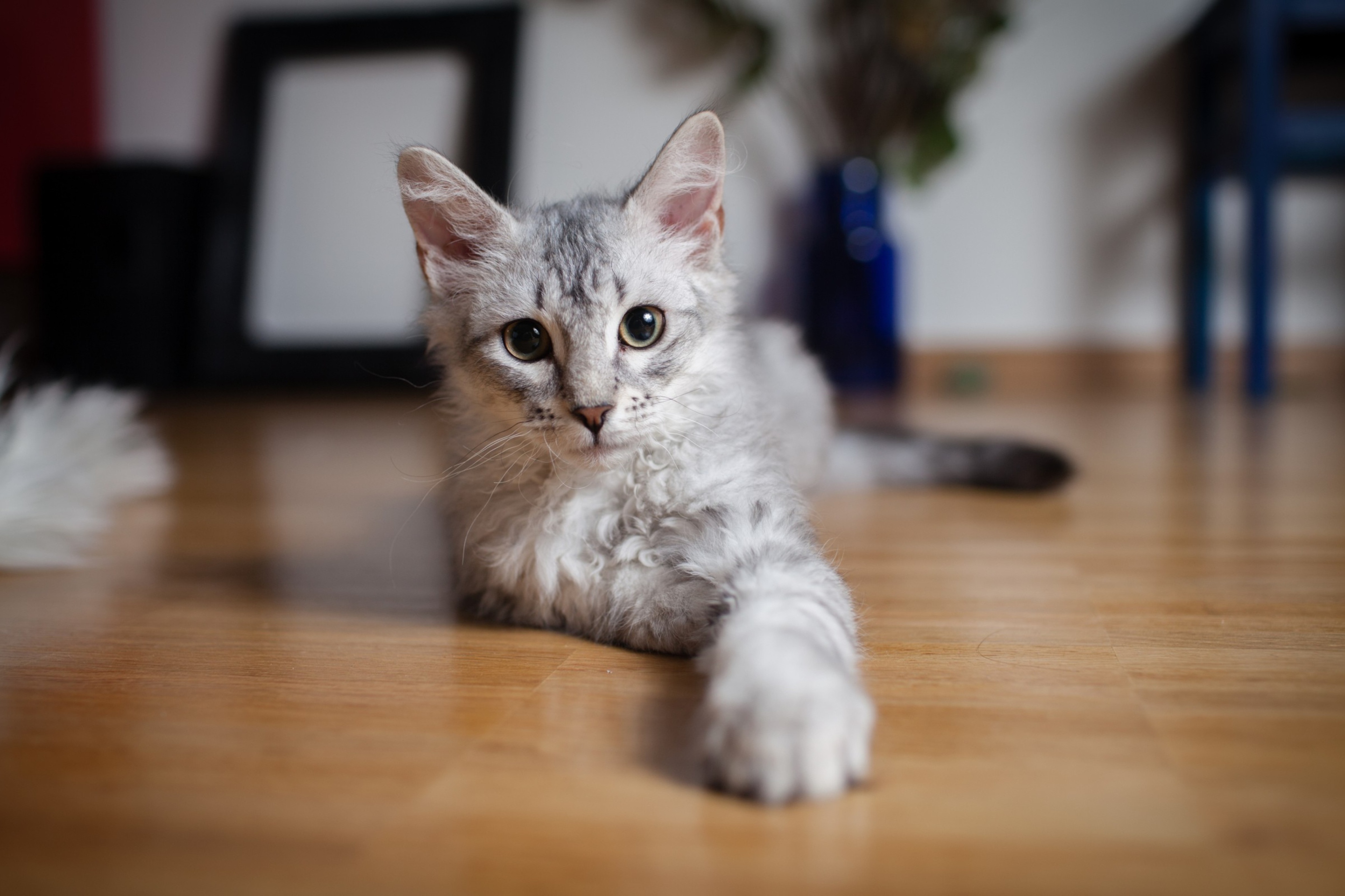 Sfondi Cute Gray Kitten 2880x1920