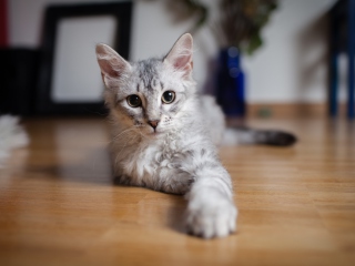 Das Cute Gray Kitten Wallpaper 320x240
