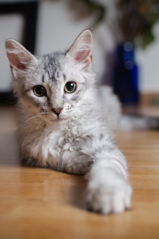 Sfondi Cute Gray Kitten 320x480