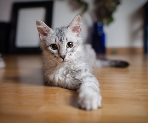 Обои Cute Gray Kitten 480x400