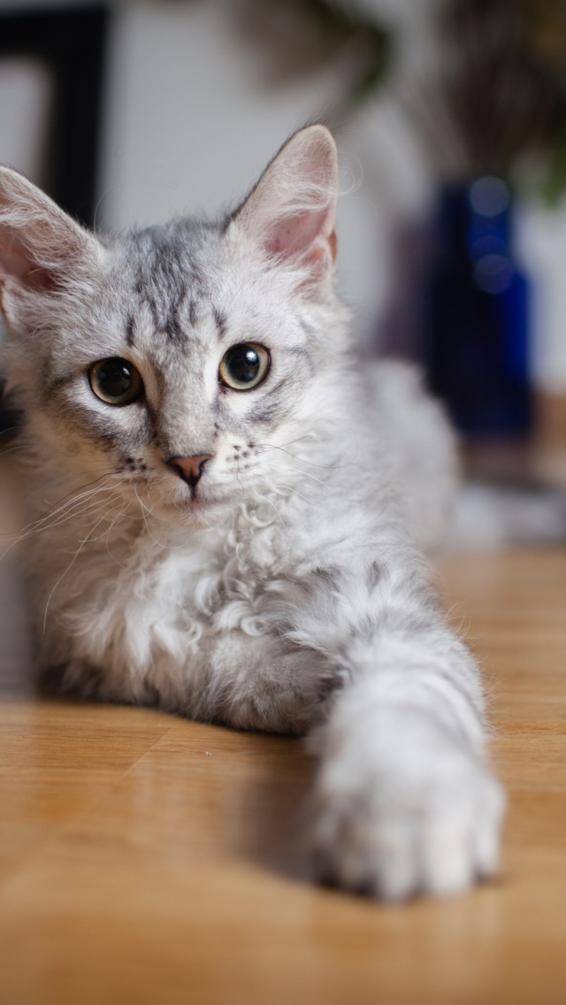 Обои Cute Gray Kitten 640x1136