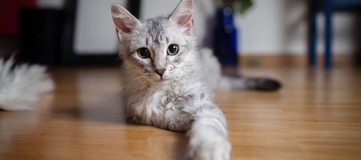 Cute Gray Kitten wallpaper 720x320