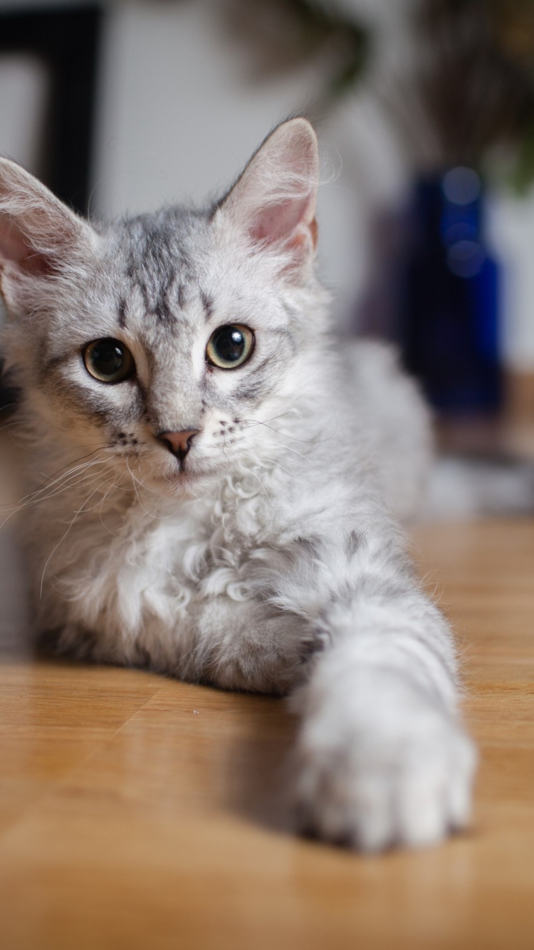 Sfondi Cute Gray Kitten 750x1334