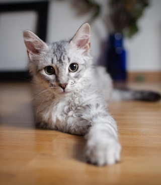Cute Gray Kitten - Obrázkek zdarma pro 132x176