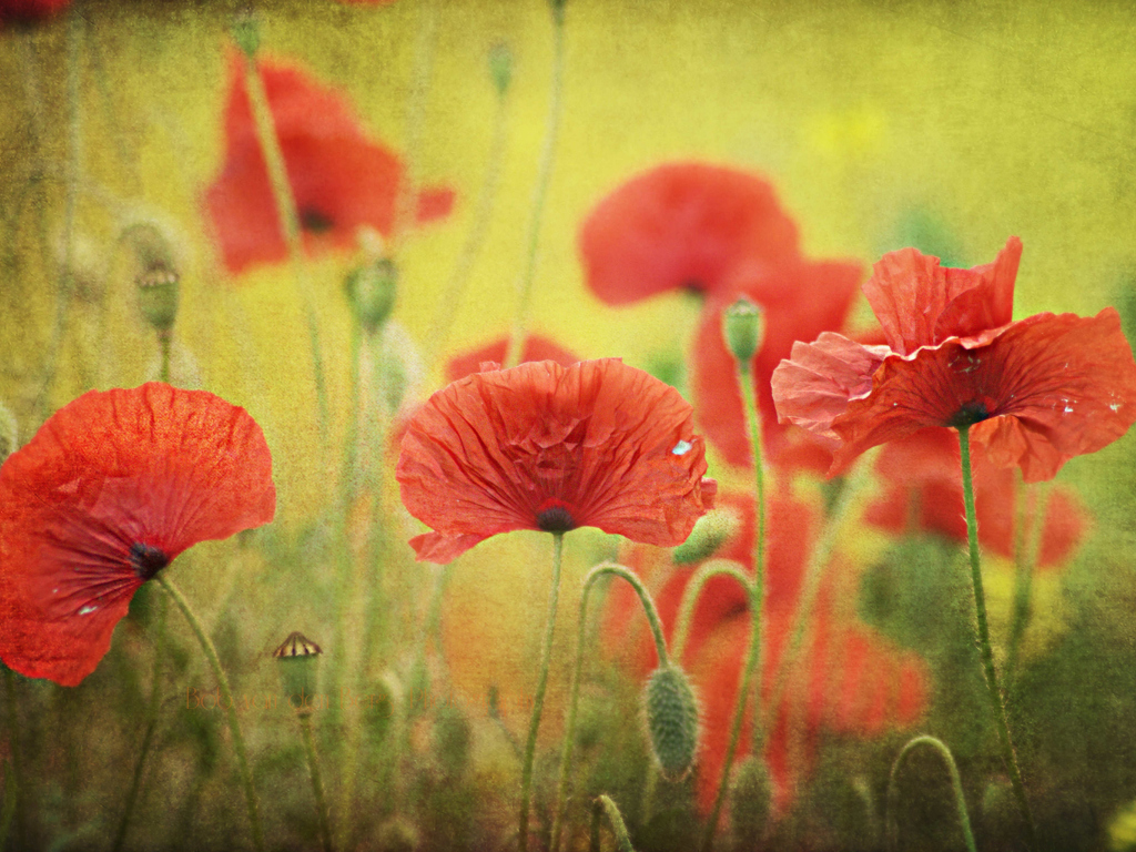 Red Poppies wallpaper 1024x768