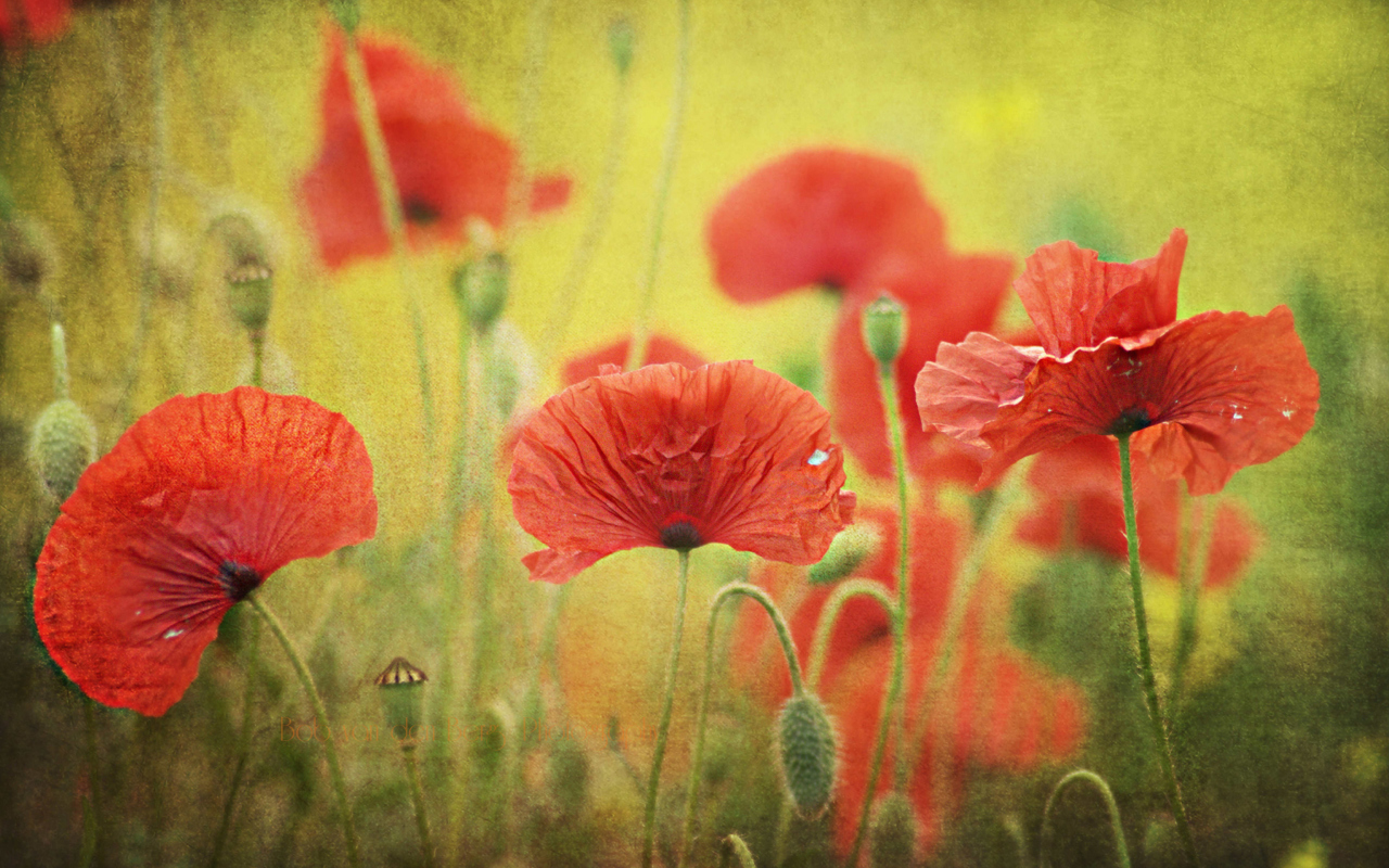 Das Red Poppies Wallpaper 1280x800