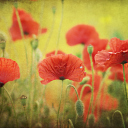 Red Poppies wallpaper 128x128