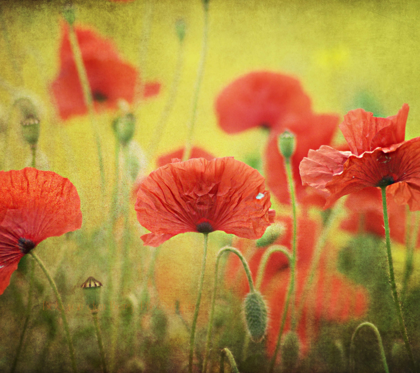 Das Red Poppies Wallpaper 1440x1280