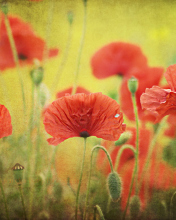 Red Poppies wallpaper 176x220