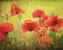 Red Poppies wallpaper 220x176
