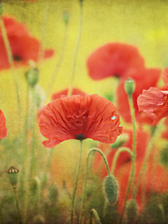 Red Poppies wallpaper 240x320