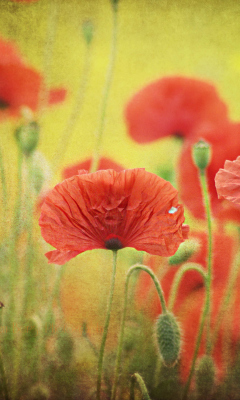 Red Poppies wallpaper 240x400