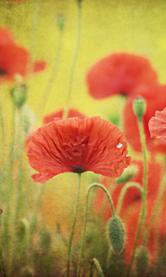 Sfondi Red Poppies 240x400