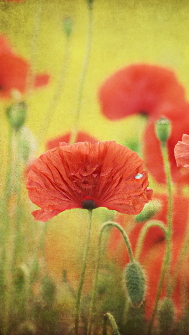 Red Poppies wallpaper 640x1136