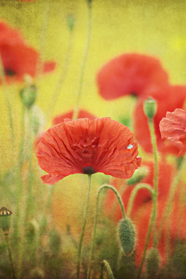 Red Poppies wallpaper 640x960