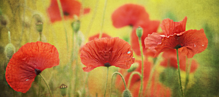 Red Poppies wallpaper 720x320