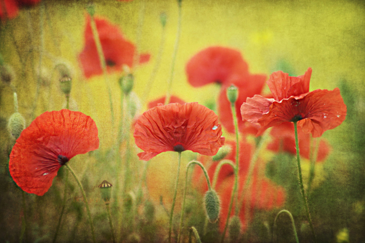 Das Red Poppies Wallpaper