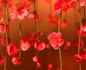Bright Red Floral HD wallpaper 176x144