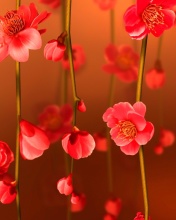 Bright Red Floral HD wallpaper 176x220