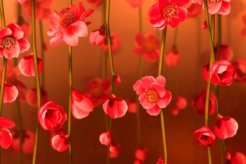 Bright Red Floral HD wallpaper 480x320