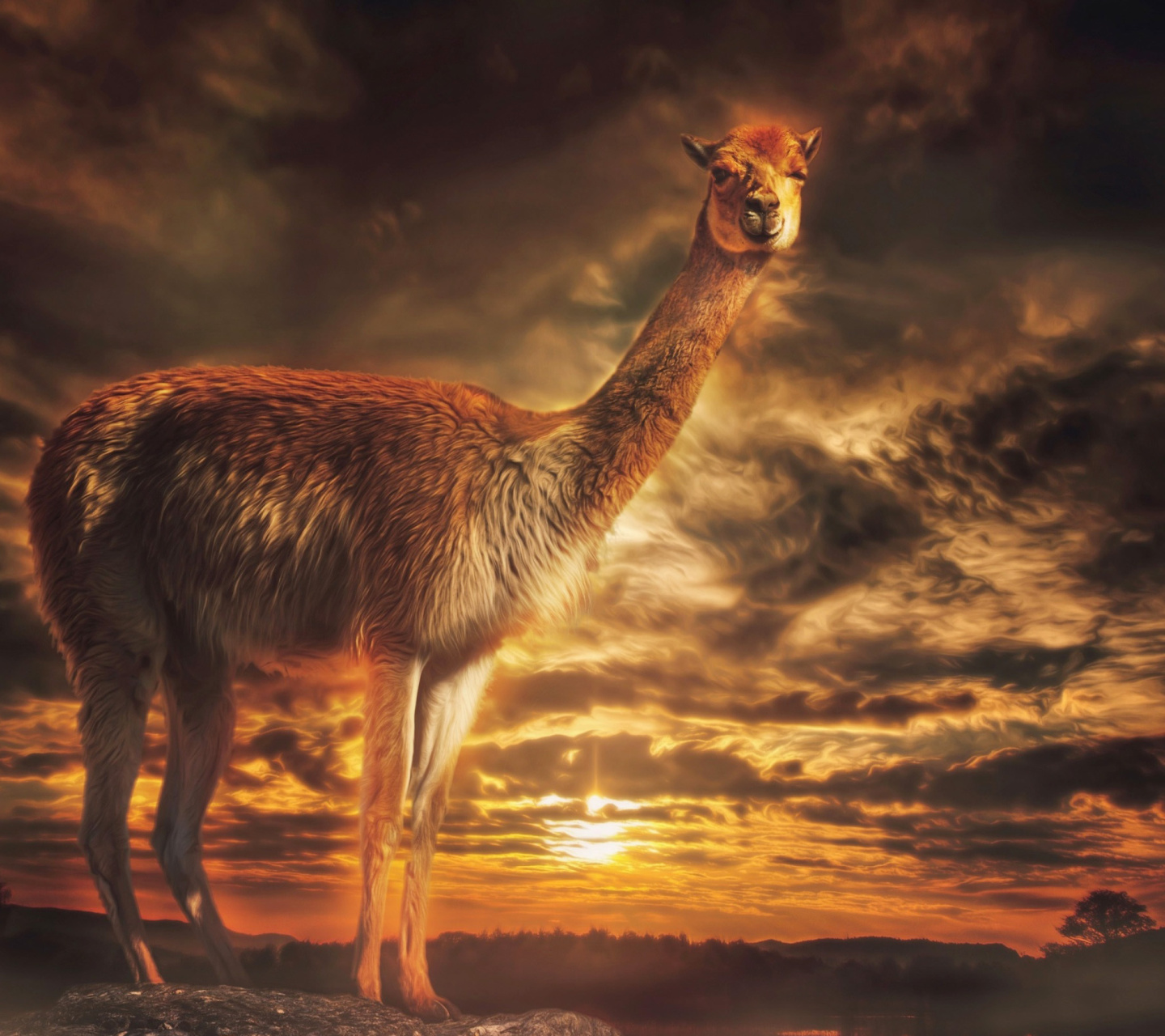 Das Llama Wallpaper 1440x1280