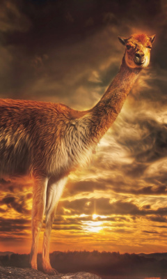 Llama screenshot #1 240x400