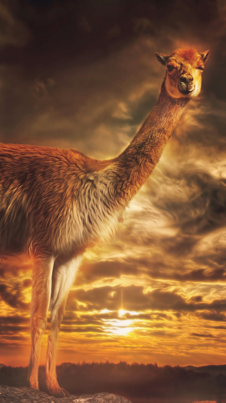 Llama wallpaper 750x1334