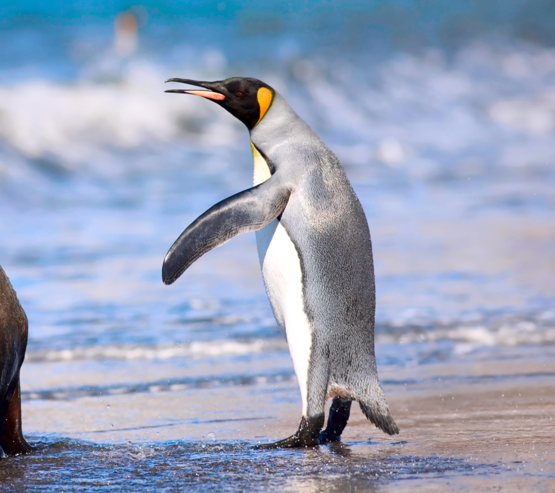 Royal Penguin wallpaper 1080x960