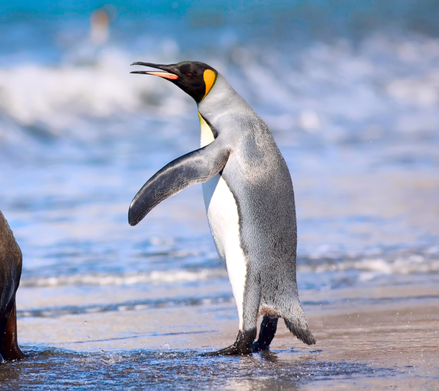 Sfondi Royal Penguin 1440x1280