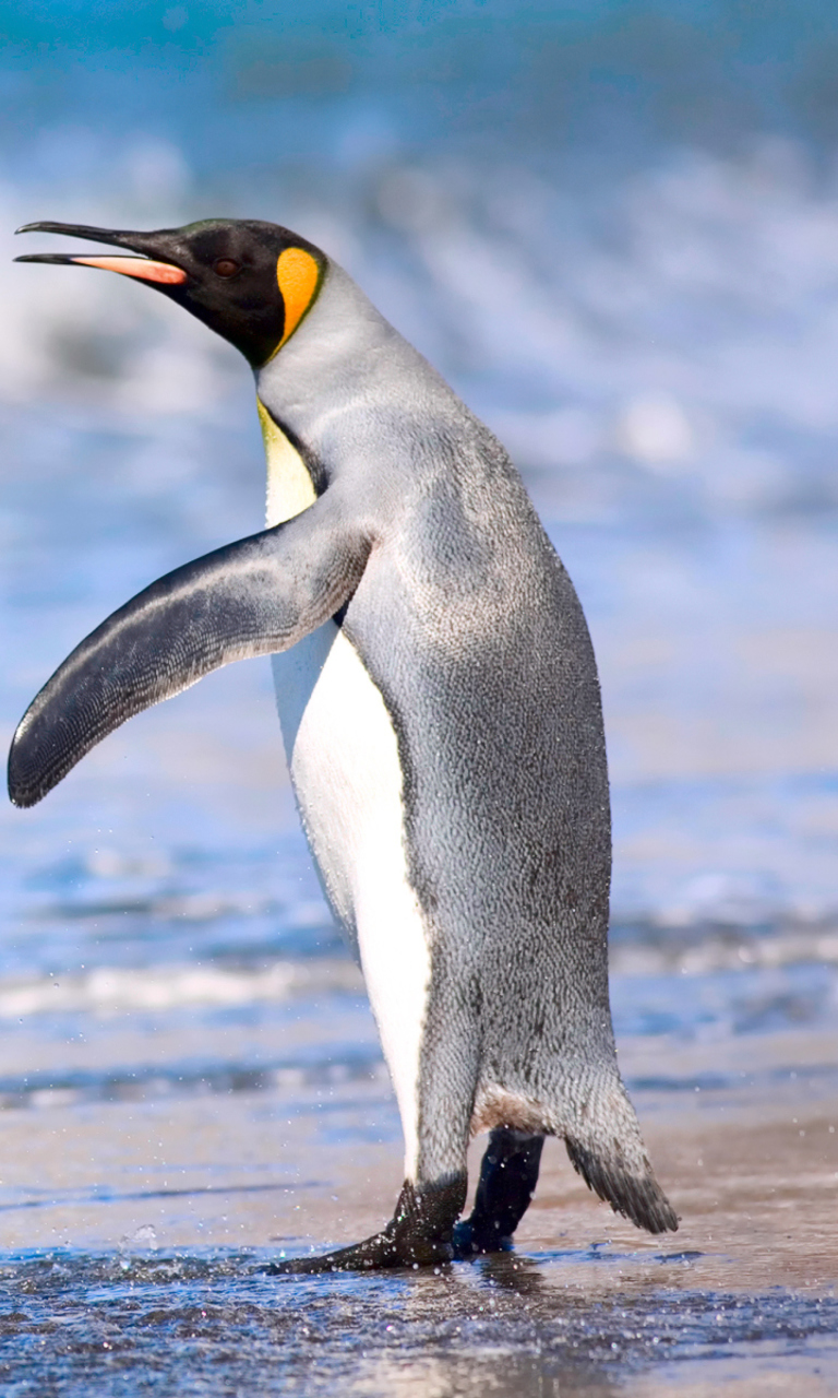 Royal Penguin wallpaper 768x1280