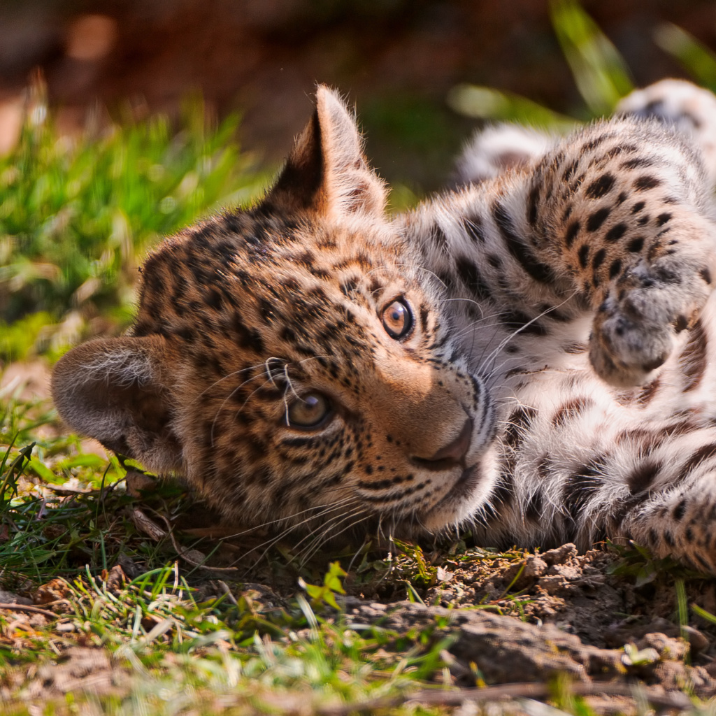 Jaguar Cub wallpaper 1024x1024